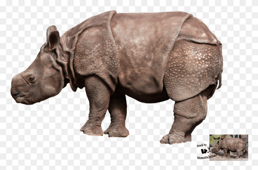 776x494 Baby Rhino, Elephant, Wildlife, Mammal HD PNG Download