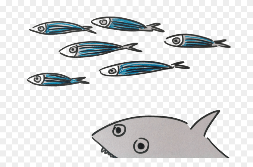 724x495 Детеныш Акулы Tu Tu Turururu Pomacentridae, Морская Жизнь, Животное, Рыба Png Скачать