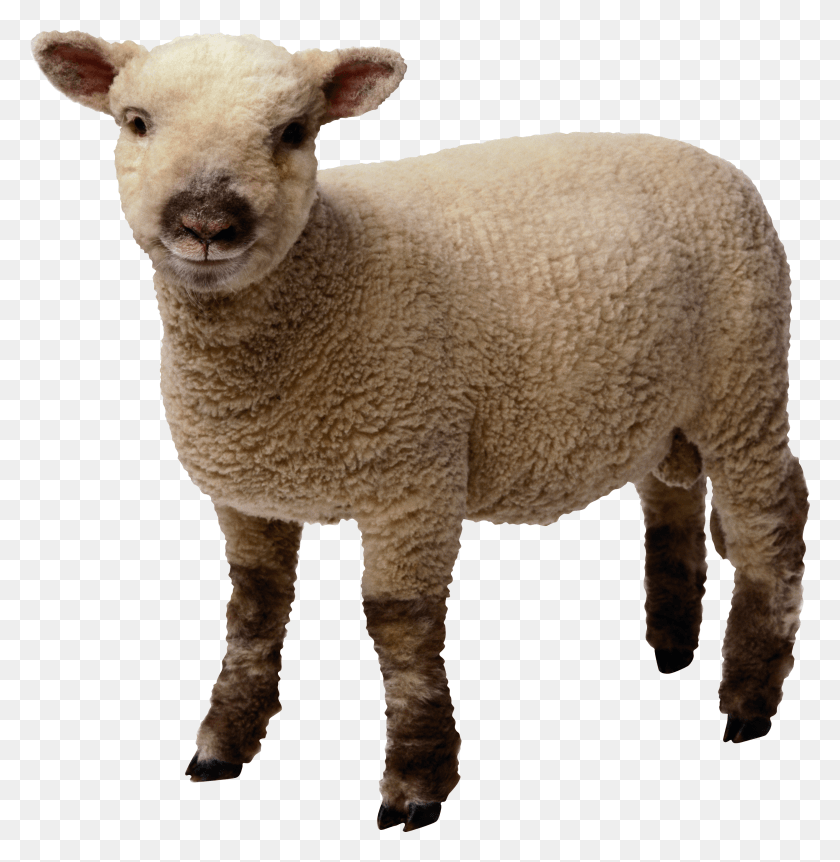 2642x2717 Baby Sheep Standing Lamb Transparent Background HD PNG Download