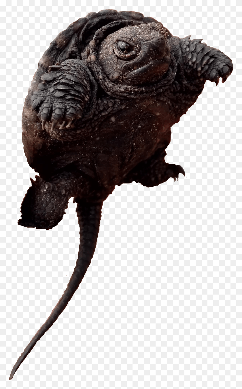 1244x2053 Baby Snapping Turtle Eastern Screech Owl, Dinosaur, Reptile, Animal HD PNG Download