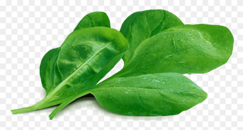 783x392 Baby Spinach Von Elo Spinat Baby, Hoja, Planta, Vegetal Hd Png