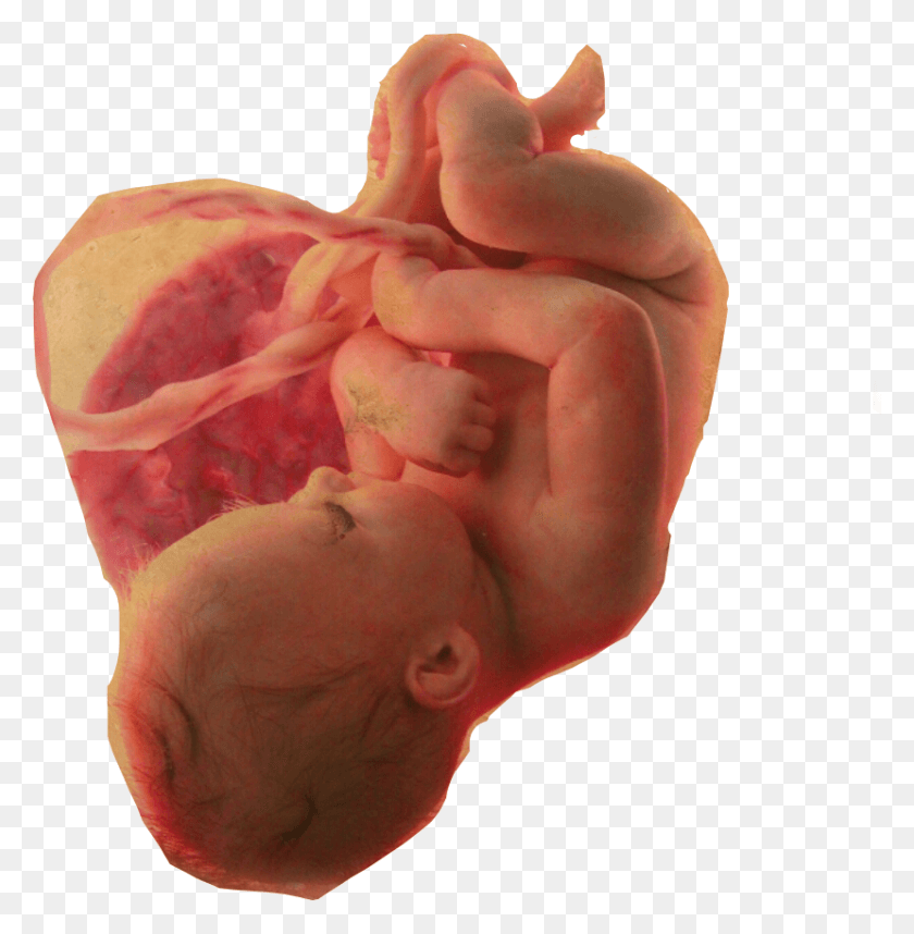 829x849 Baby Womb Lifeisbeautiful Pregnant Offal, Finger, Hand, Person HD PNG Download