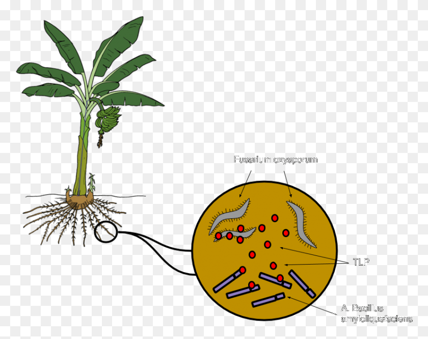 826x641 Bacillus Amyloliquefaciens A Bacterium That Grows Panama Disease Spore Diagram, Plant, Tree, Leaf HD PNG Download