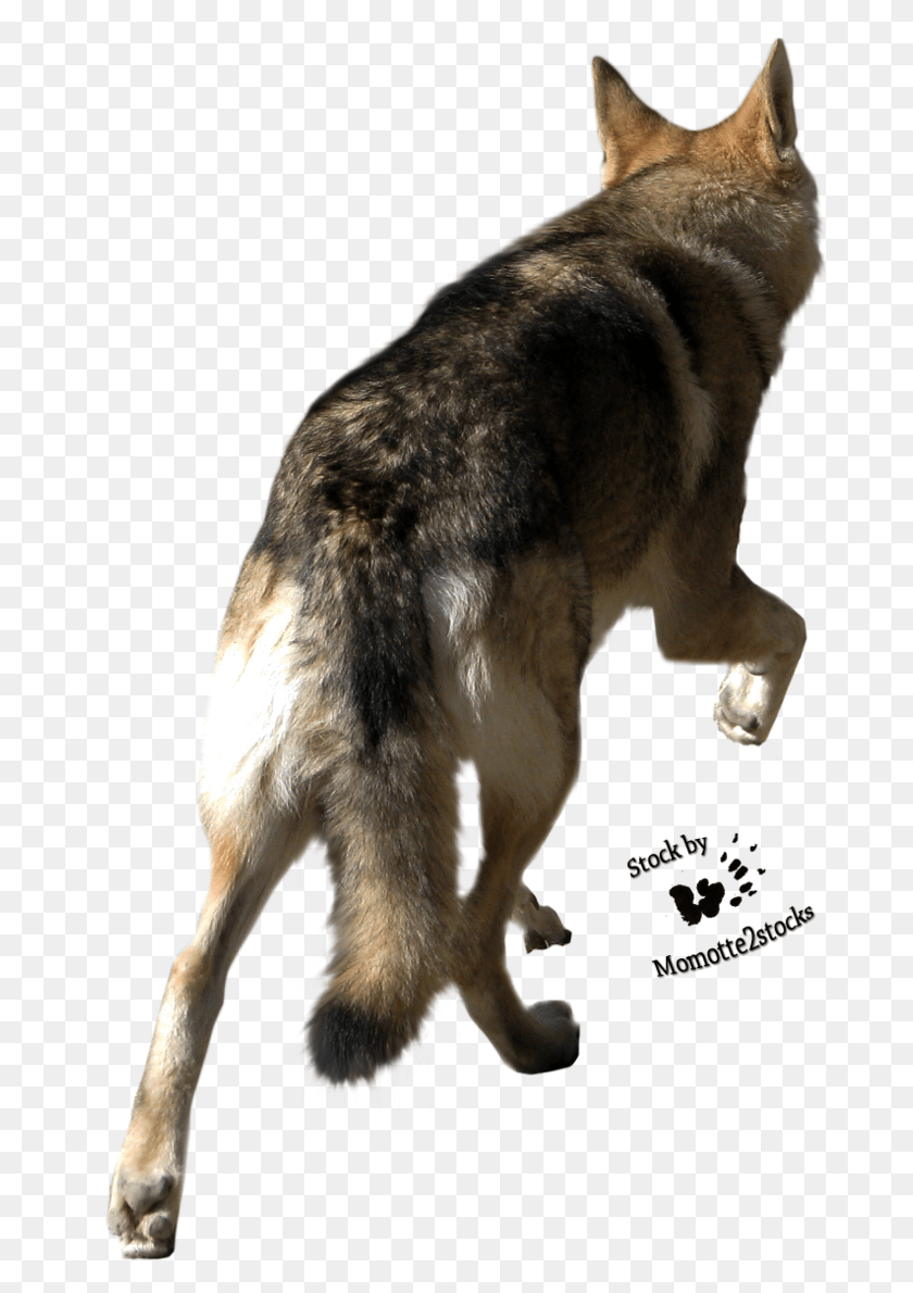 686x1130 Back Of Wolf39s Head, Dog, Pet, Canine HD PNG Download