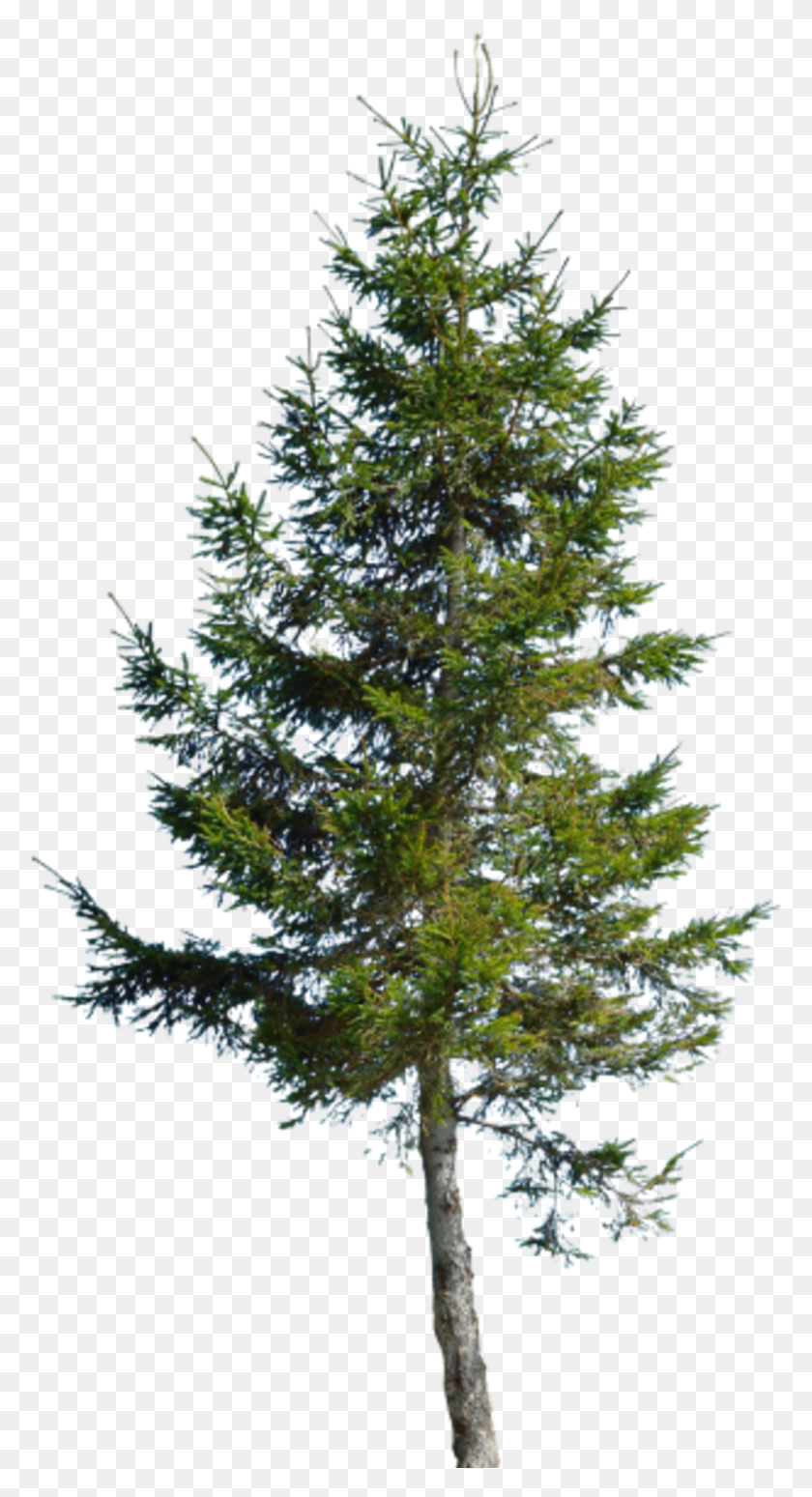 804x1535 Backdrop Conifer Large Red Pine, Tree, Plant, Christmas Tree Descargar Hd Png