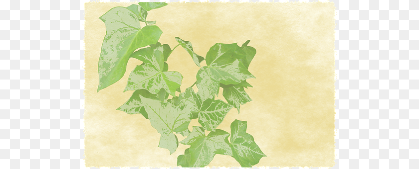 510x340 Background Leaf, Plant, Vine, Tree Sticker PNG
