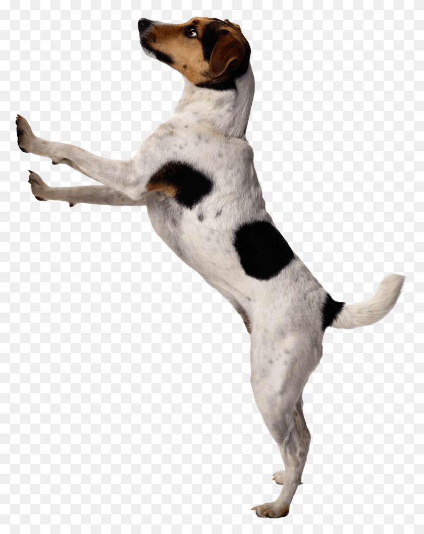 2316x2968 Фоновые Изображения Республика Picsart Background Dog, Pet, Canine, Animal Hd Png Download