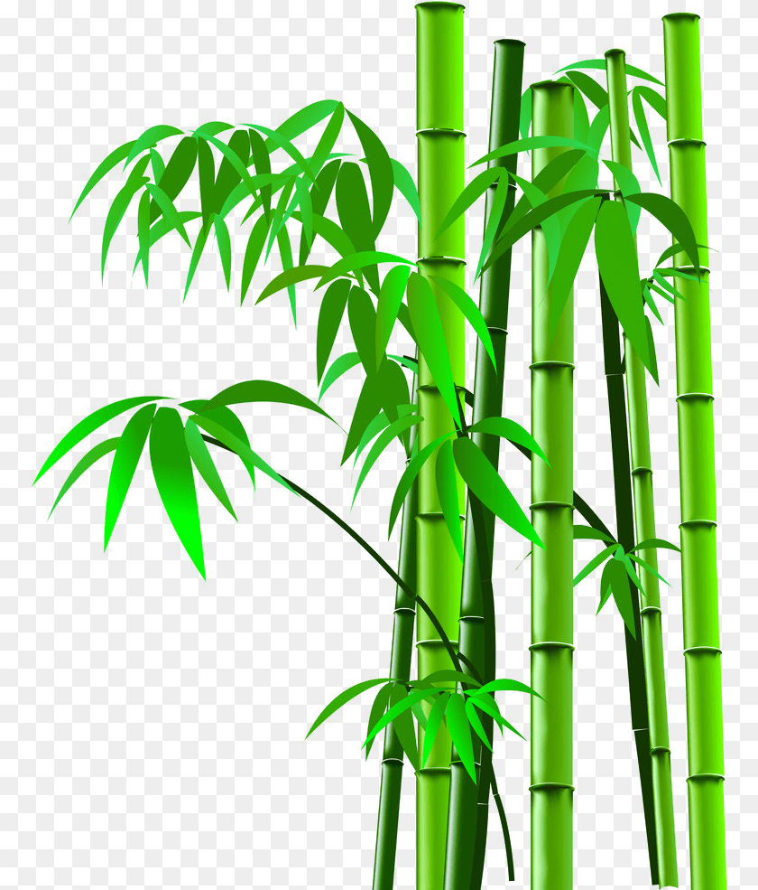 Background Bamboo Tree Cartoon, Plant Clipart PNG