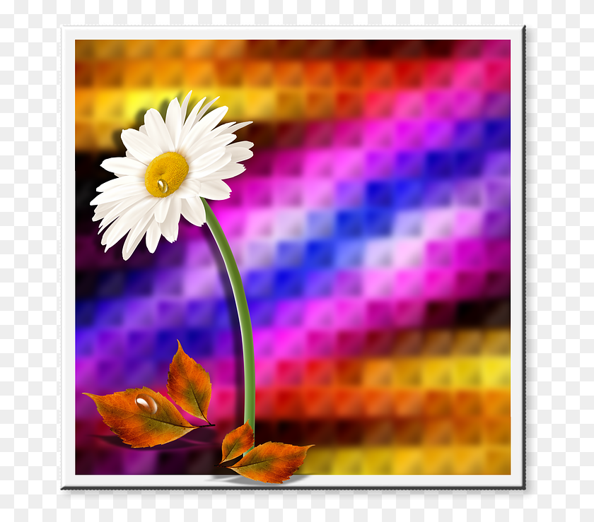 679x679 Фон Цветок Листья Цветы Причина Дизайн Ромашка, Растение, Ромашка, Ромашки Hd Png Скачать