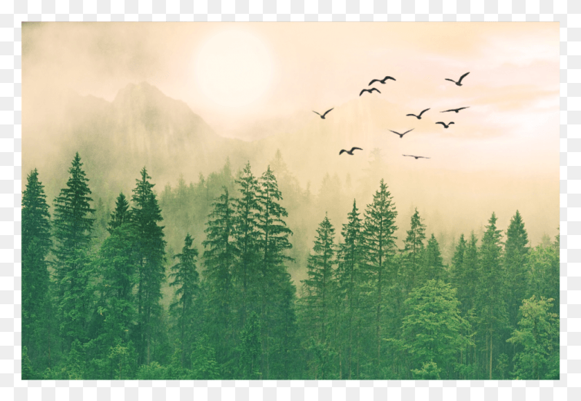 964x643 Background Scenery Trees Forest Sky Birds Overlay Tree, Bird, Animal, Nature HD PNG Download