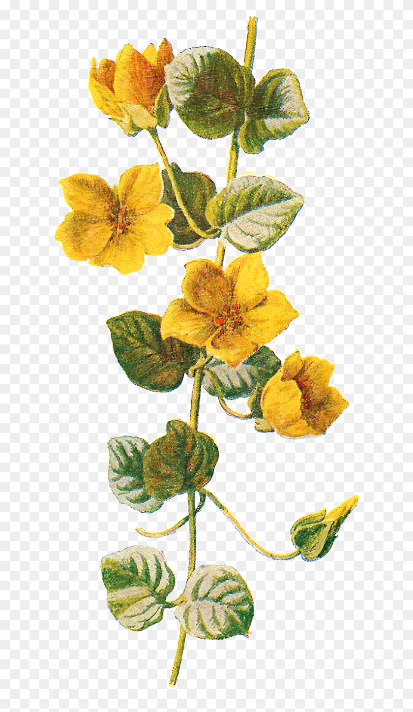624x1387 Фоны Склад Цветок Ботанический, Растение, Цвести, Лист Hd Png Скачать