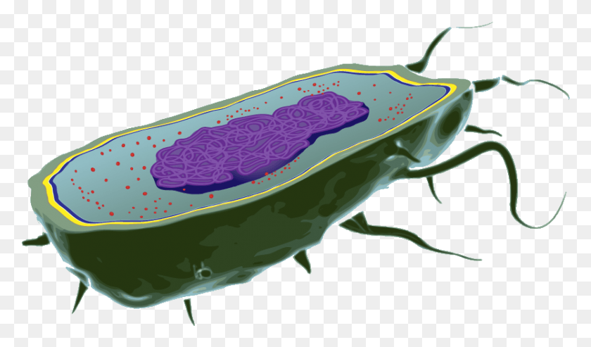 834x464 Bacteria Cell Bacteria Cell, Clothing, Apparel, Lobster HD PNG Download