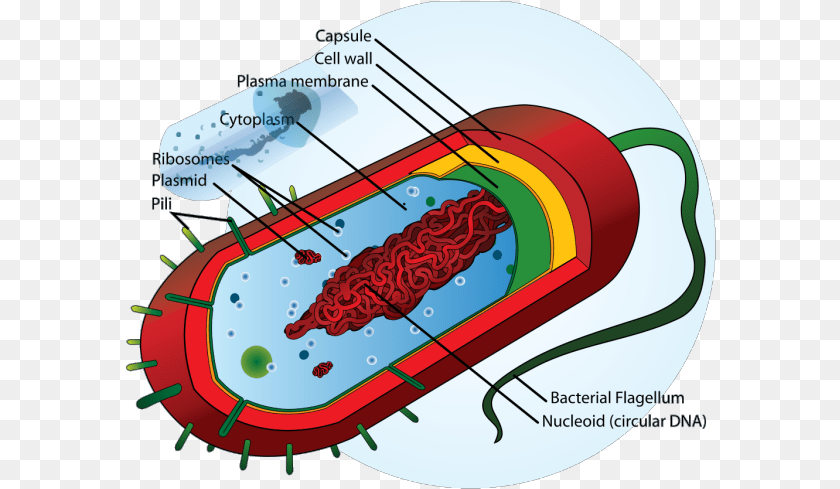 Bacteria Cell Icons Prokaryotic Cell Diagram, Dynamite, Weapon Clipart PNG