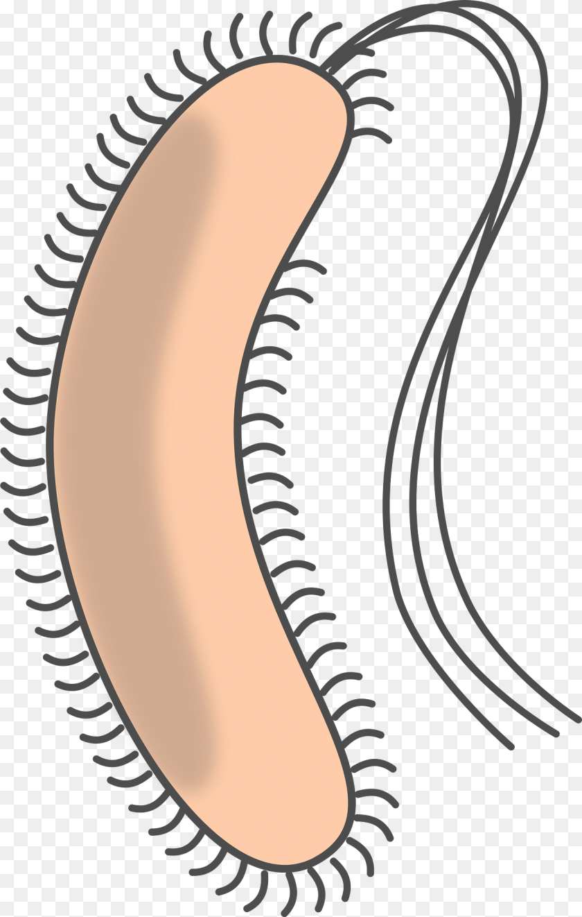 Bacteria Nature, Night, Outdoors Clipart PNG