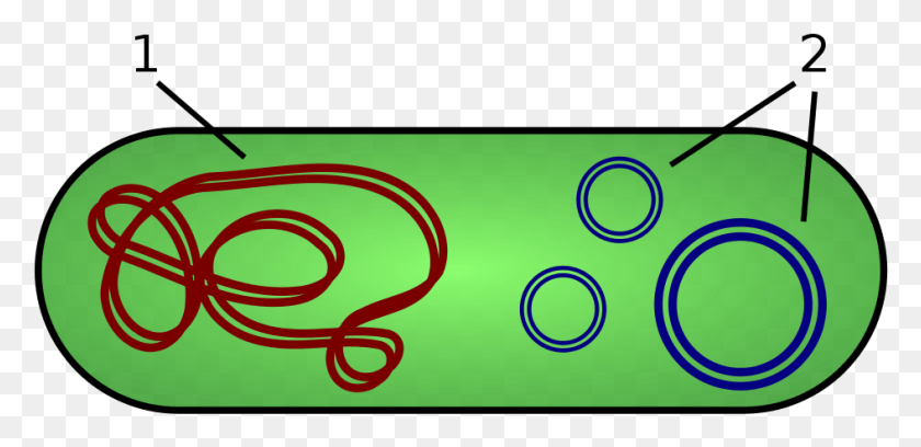 945x422 Бактериальная Бактериальная Плазмида И Нуклеоид, Зеленый, Графика Hd Png Скачать