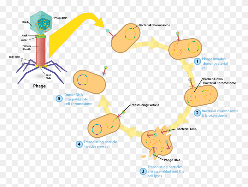 1024x750 Descargar Png Bacteriophage V4 Bacteria Transducción Natural, Texto, Multitud, Angry Birds Hd Png