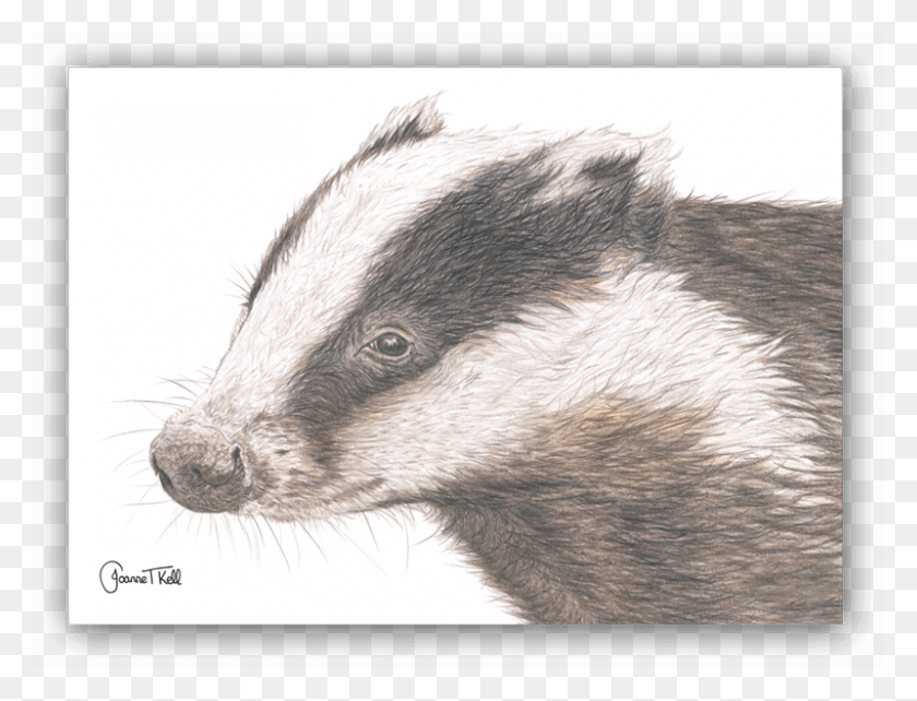 800x597 Badger Greeting Card Striped Skunk, Wildlife, Animal, Mammal HD PNG Download