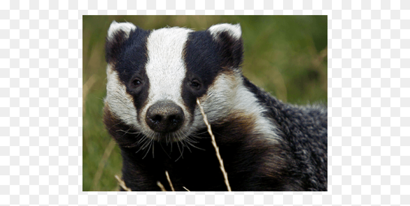 503x363 Badger Kids, Wildlife, Mammal, Animal HD PNG Download