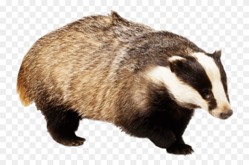 736x497 Badger With Front Paw Up Badger, Wildlife, Mammal, Animal HD PNG Download