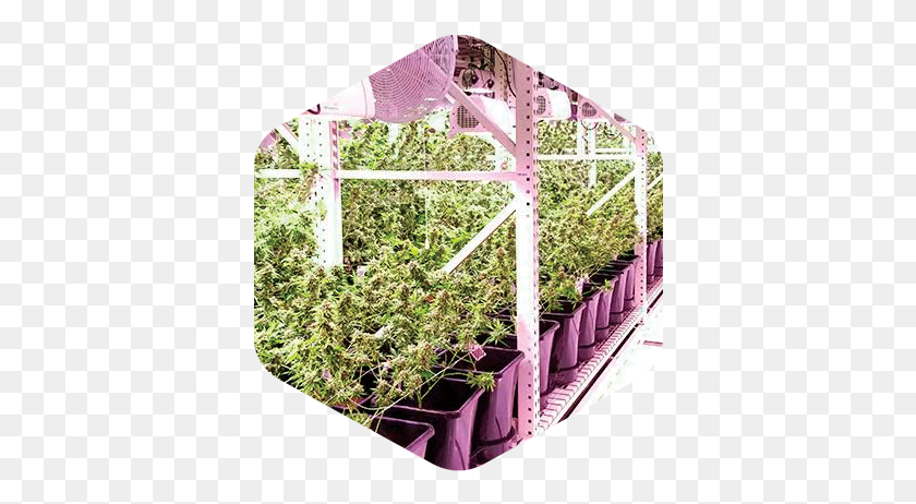 376x402 Bag Of Weed Fence, Tabletop, Furniture, Plant HD PNG Download
