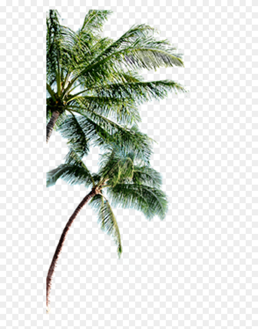 540x1009 Bahamas Clipart Palm Tree Palmeras Para Photoshop, Plant, Tree, Arecaceae HD PNG Download