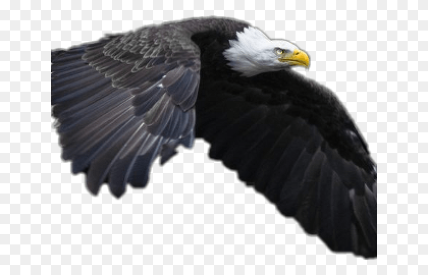 640x480 Bald Eagle, Eagle, Bird, Animal HD PNG Download