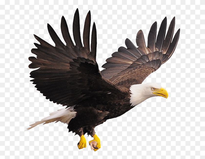 642x594 El Águila Calva, Pájaro, Animal, Águila Hd Png
