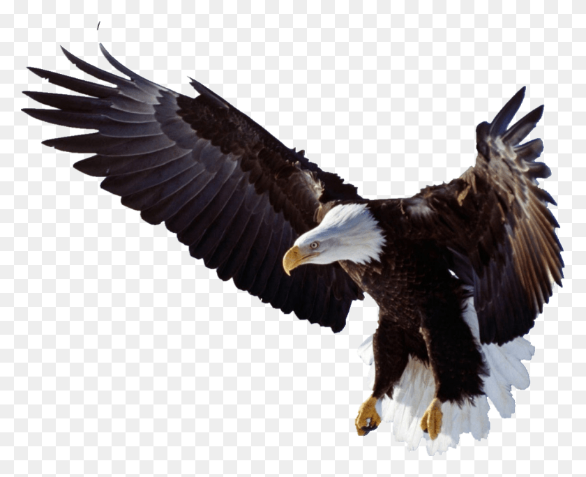 1127x903 El Águila Calva, Pájaro, Animal, Águila Hd Png
