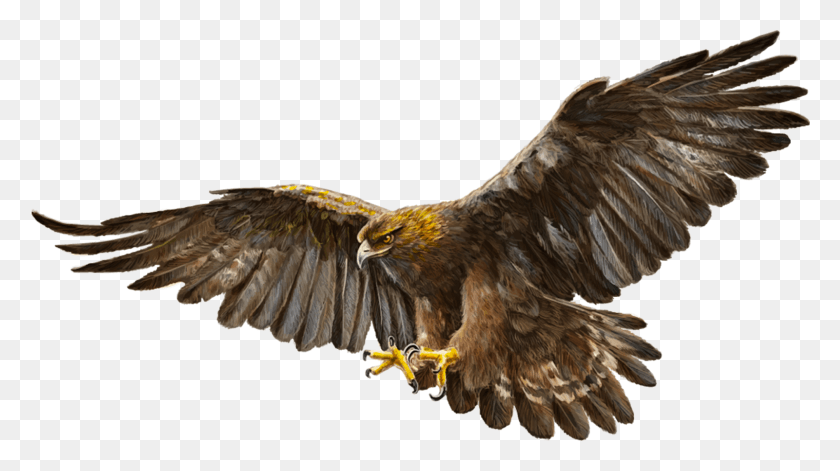 1600x845 Bald Eagle Bird Golden Eagle Eagle Wildlife Golden Eagle White Background, Animal, Buzzard, Hawk HD PNG Download
