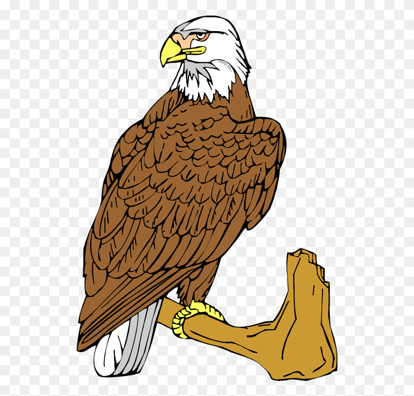531x742 Bald Eagle Clipart Aguila Animada Transparente, Eagle, Bird, Animal HD PNG Download