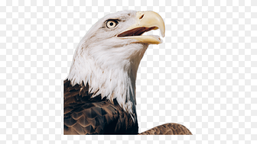 425x412 Bald Eagle Clipart Transparent Background Bald Eagle Transparent, Eagle, Bird, Animal HD PNG Download