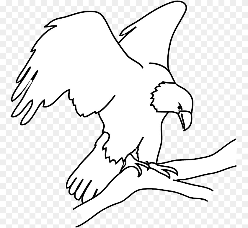 Bald Eagle Drawings Automotive Decal, Animal, Bird, Vulture, Adult Transparent PNG