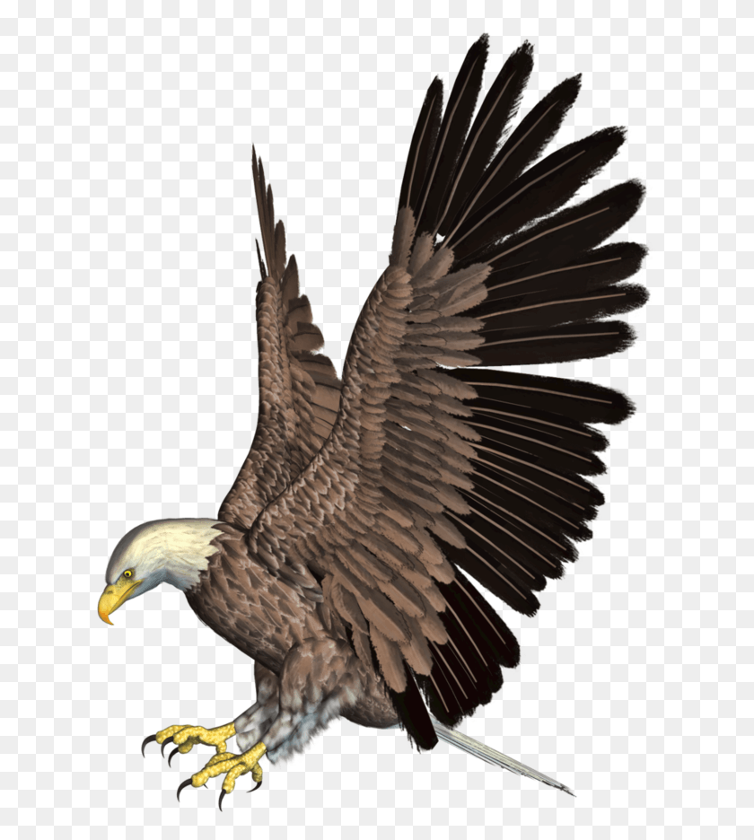 626x876 Bald Eagle Eagle, Bird, Animal, Hawk HD PNG Download