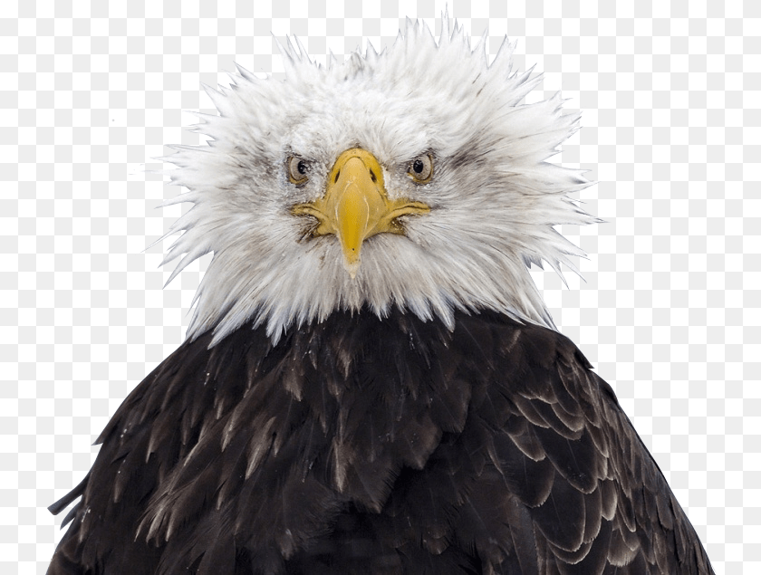 742x635 Bald Eagle Head Bald Eagle Bird Eagle Image With Bald Eagle Ruffled Feathers, Animal, Beak, Bald Eagle Sticker PNG