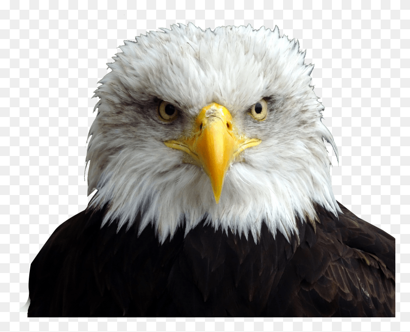 4609x3673 Bald Eagle Head Bald Eagle Trump Hair HD PNG Download