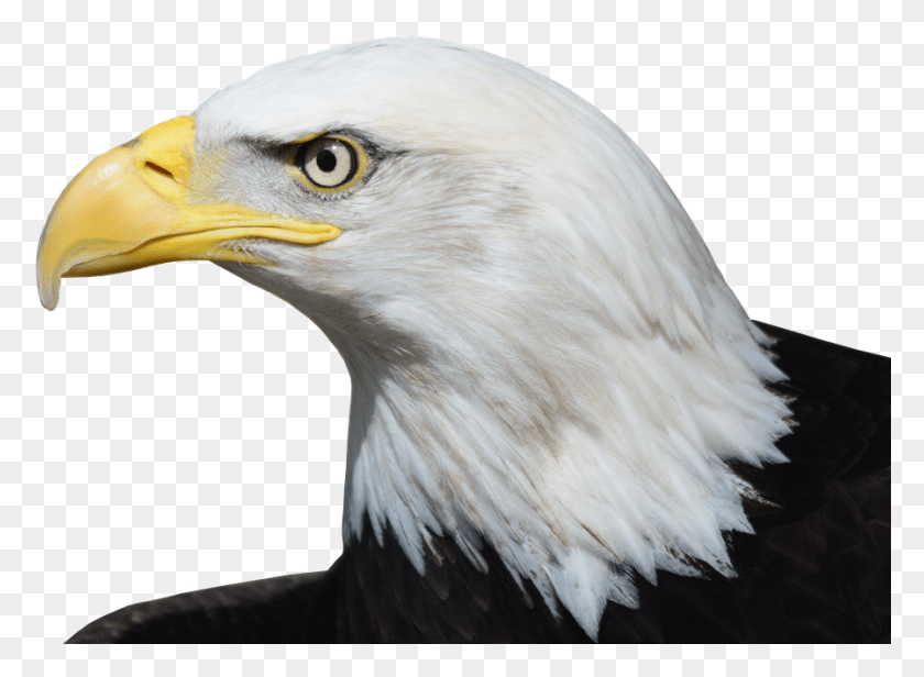 898x641 Bald Eagle Image Bald Eagle In Victoria, Bird, Animal, Eagle HD PNG Download