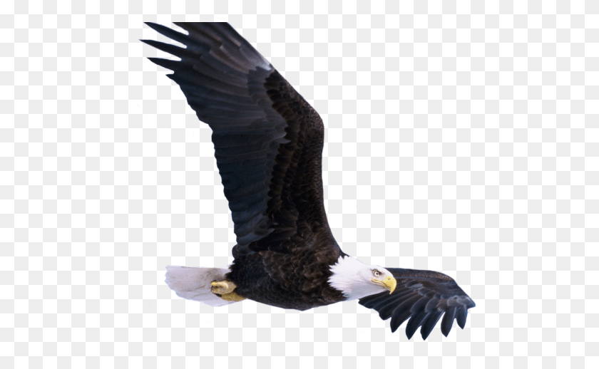 498x458 Bald Eagle Transparent Images Bald Eagle, Eagle, Bird, Animal HD PNG Download