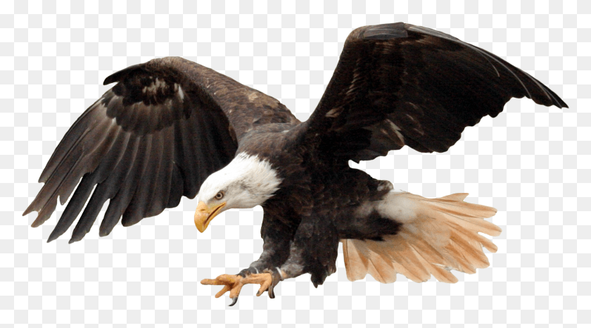 1569x817 Bald Eagle Travis Scott Off White, Eagle, Bird, Animal HD PNG Download