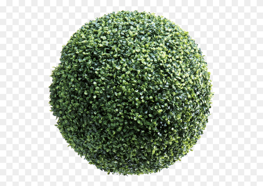 535x534 Ball Textures Circle, Plant, Moss, Pineapple HD PNG Download