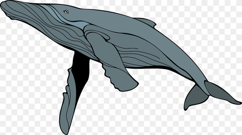 960x536 Ballena Gris Mam Mamferos Humpback Whale Clipart, Animal, Mammal, Sea Life, Fish PNG