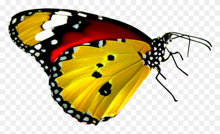 818x473 Descargar Png Globo Imagen Negro Amarillo Rojo Mariposa, Insecto, Invertebrado, Animal Hd Png