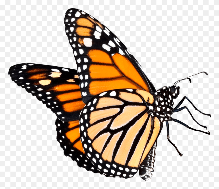 1072x918 Balloon Image Butterfly, Monarch, Insect, Invertebrate HD PNG Download