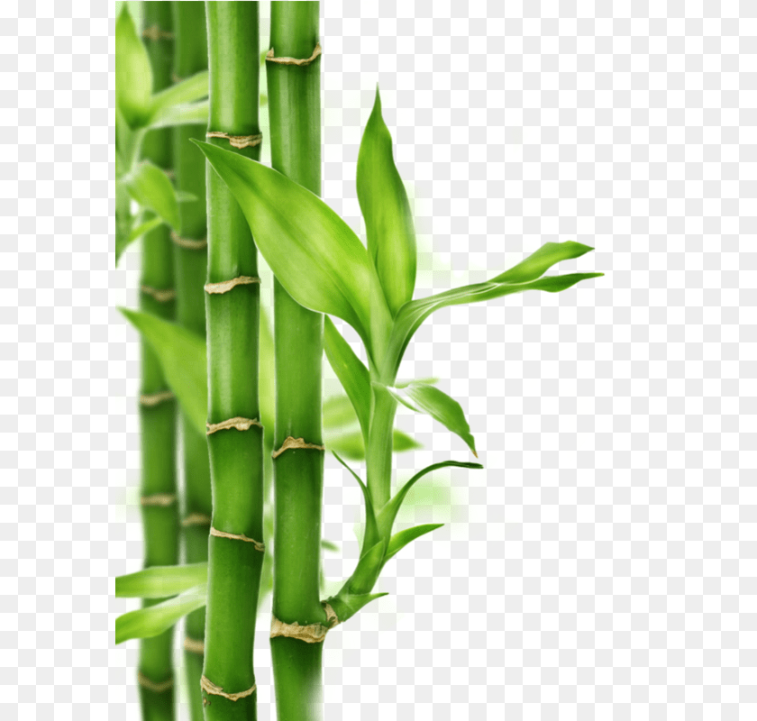 584x800 Bamboo, Plant Clipart PNG