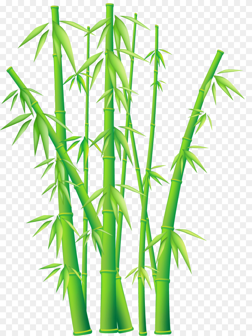 Bamboo, Plant Sticker PNG