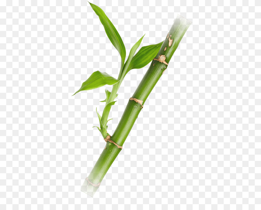 Bamboo, Plant Sticker PNG