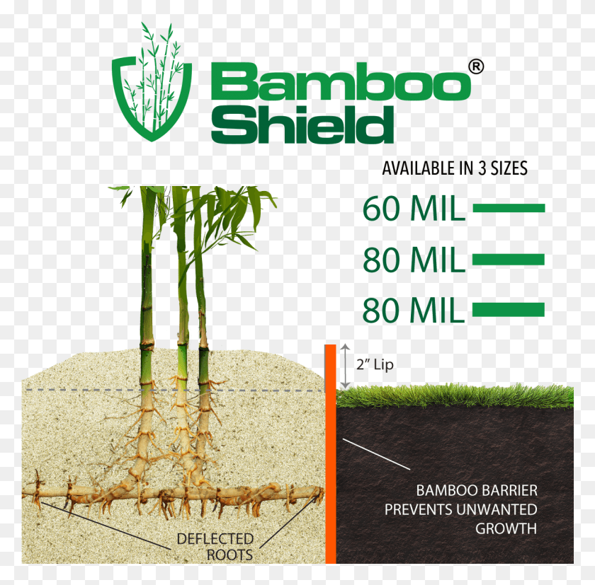 1214x1195 Bamboo Bamboo Roots, Plant, Vegetation, Text HD PNG Download