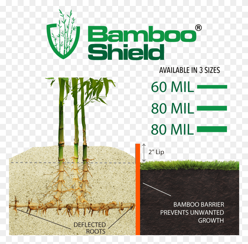 1214x1195 Бамбук Корни Бамбука, Растение, Растительность, Текст Hd Png Скачать