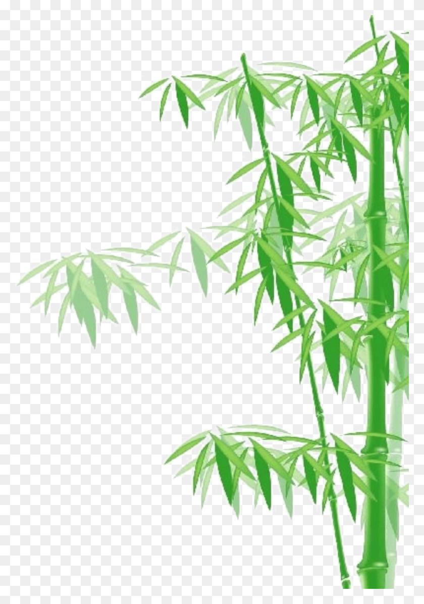 1645x2396 Descargar Png / Bambú Png