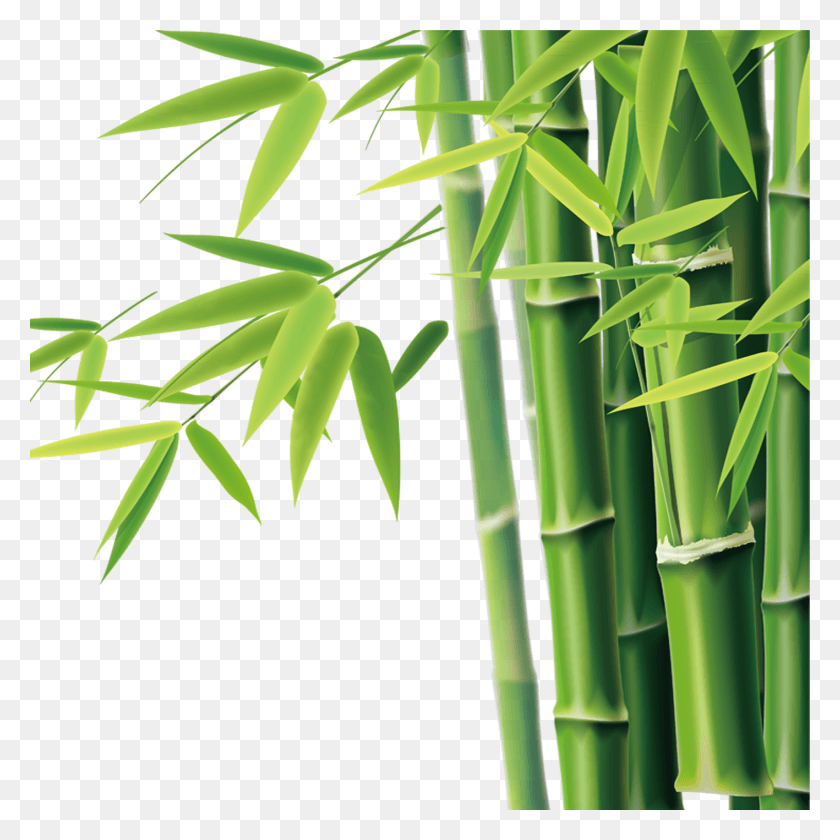 1417x1417 Bamboo Clipart, Plant HD PNG Download