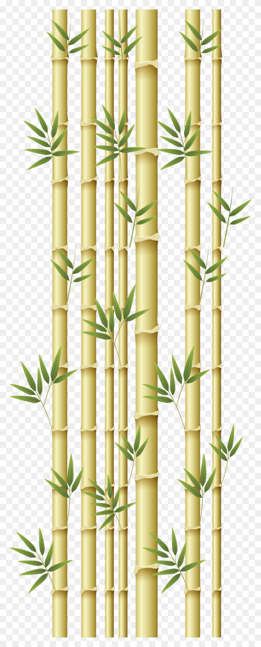Bamboo Door Sticker Certificate With Bamboo Borders, Plant HD PNG Download